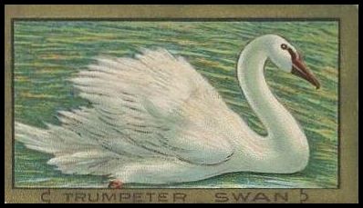 95 Trumpeter Swan